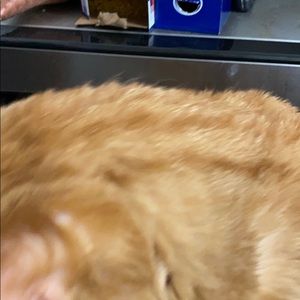 Meet your Posher, Maraya